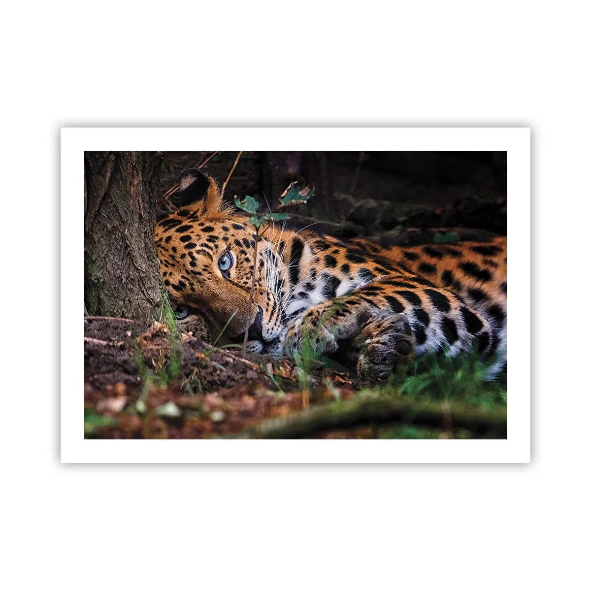 Poster - Geloof me - 70x50 cm