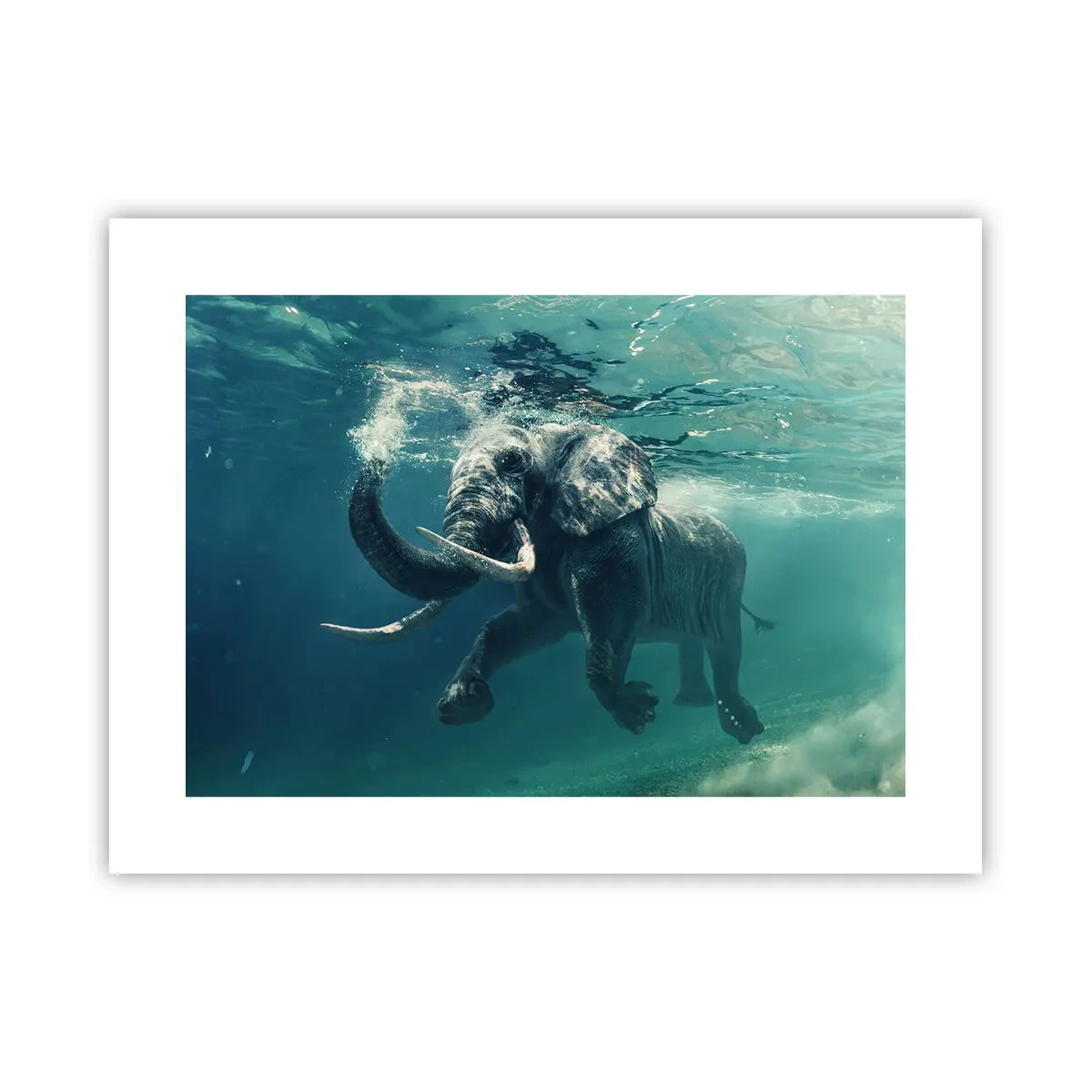 Poster - Iedereen houdt van zwemmen - 40x30 cm