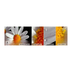 Fotobehang Staaltje Standard Eco - De rijzende zon van madeliefjes - Bloem, Kamille, Natuur - 100x30 cm