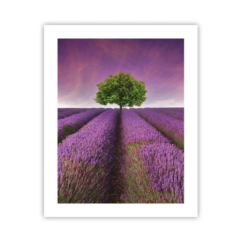 Poster - Op lavendelvelden - 40x50 cm