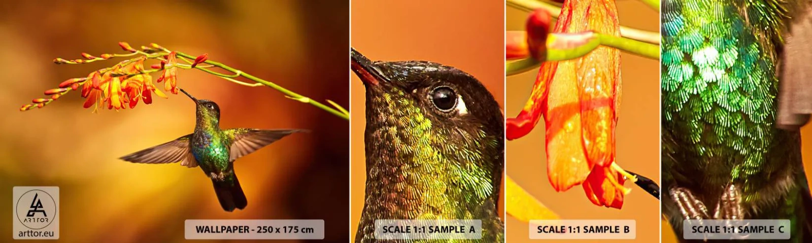 Fotobehang Monster Zelfklevend Deluxe Sticker - Een boodschapper van licht volgens de Maya - Kolibrie, Vogel, Natuur - 100x30 cm