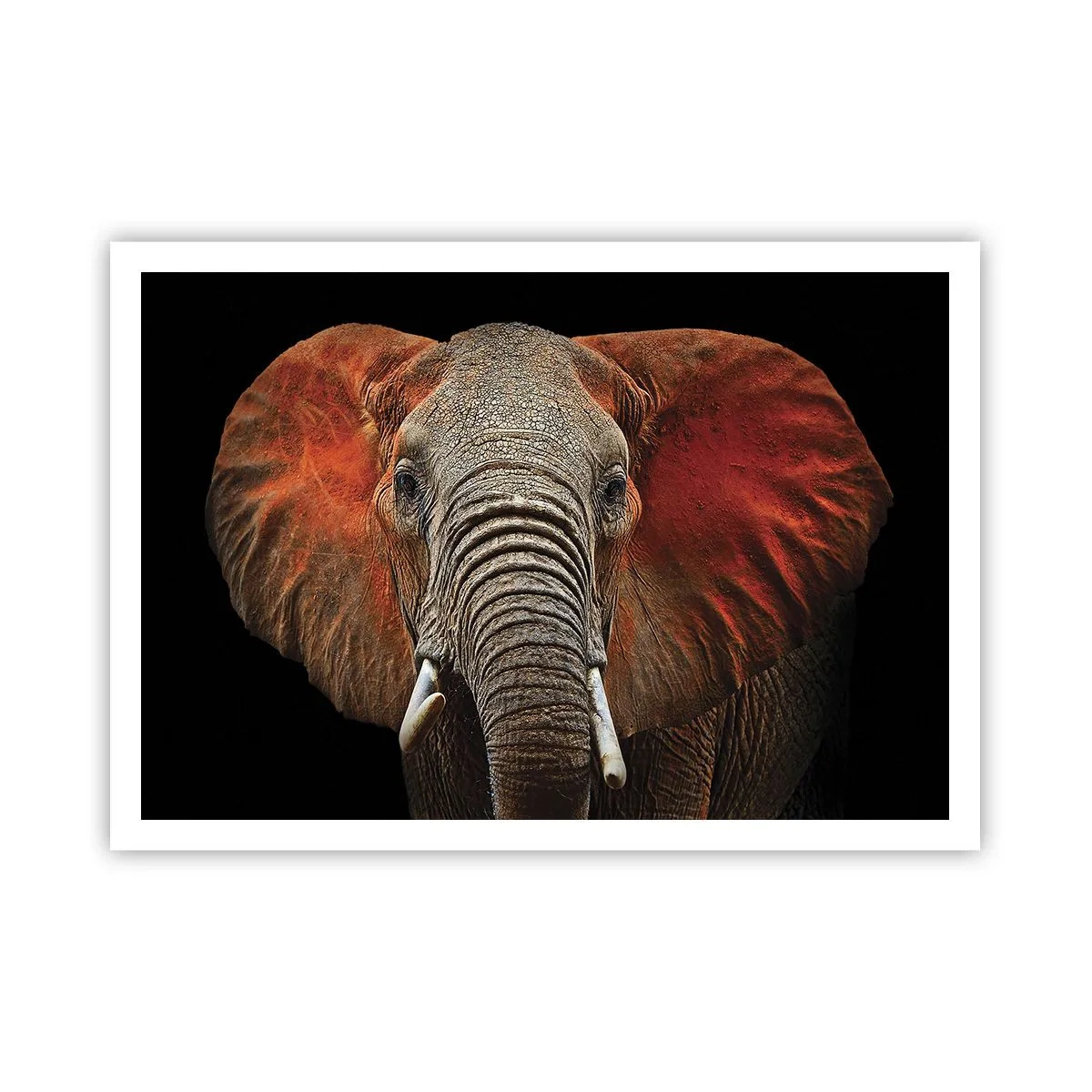 Poster - Ik ben wild, en jij? - 100x70 cm