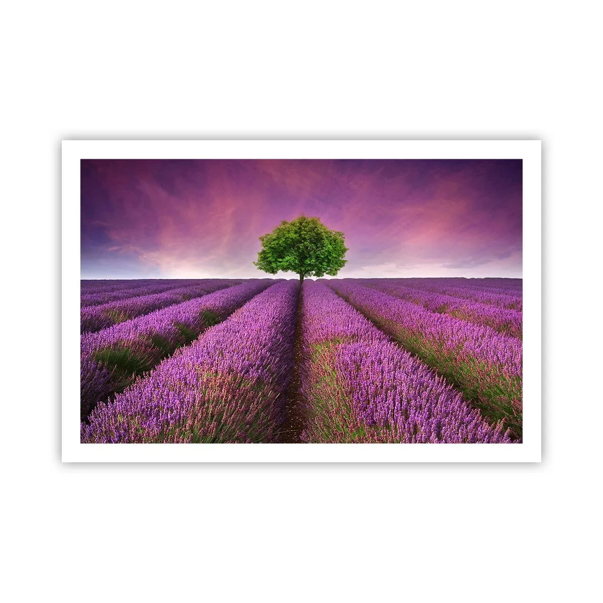 Poster - Op lavendelvelden - 91x61 cm