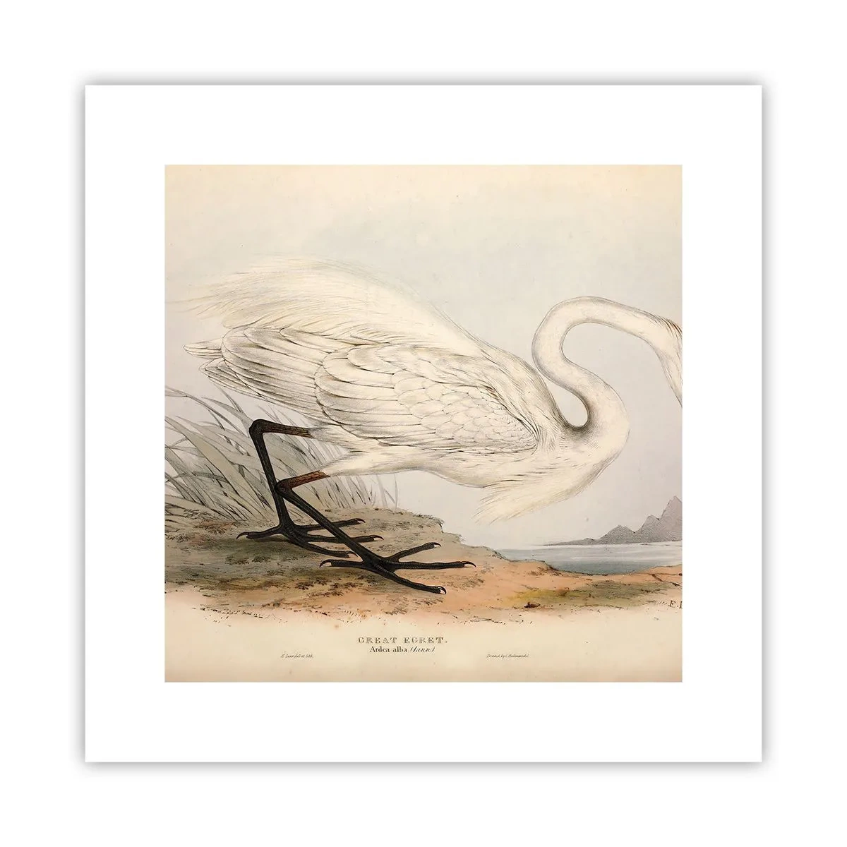 Poster - Dame op de biezen - 30x30 cm