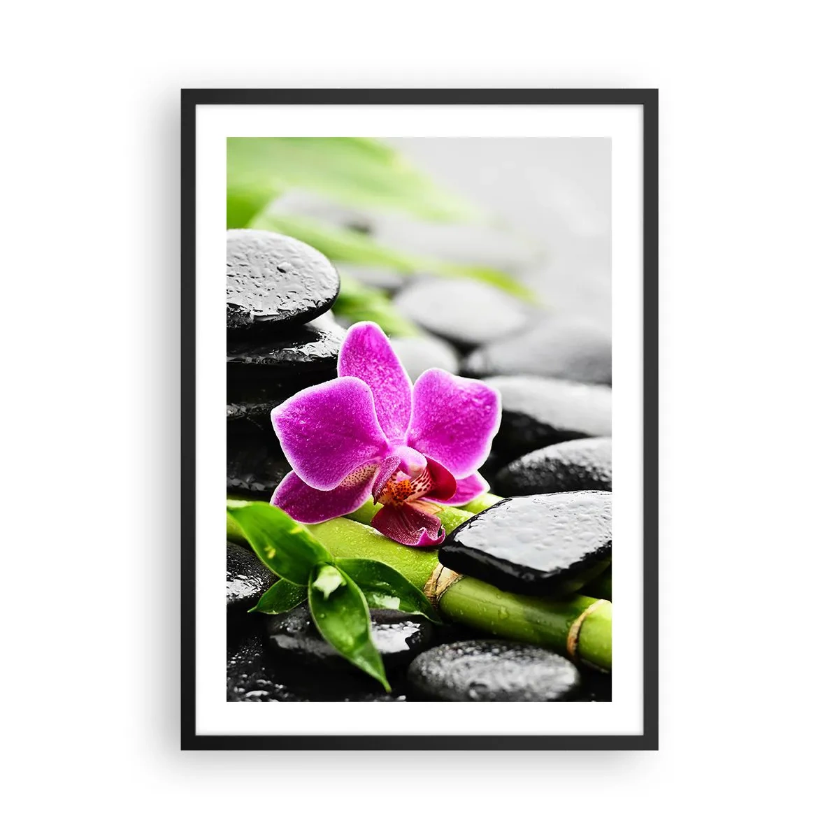 Poster in een zwarte lijst - Paarse orchidee op natte stenen en groene bladeren - 50x70cm - In een vrede evenwicht - Moderne wanddecoratie voor woonkamer en slaapkamer ARTTOR