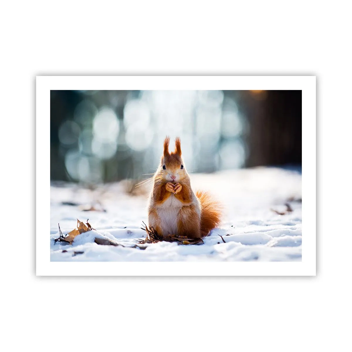 Poster - Waar kijk je naar? - 70x50 cm