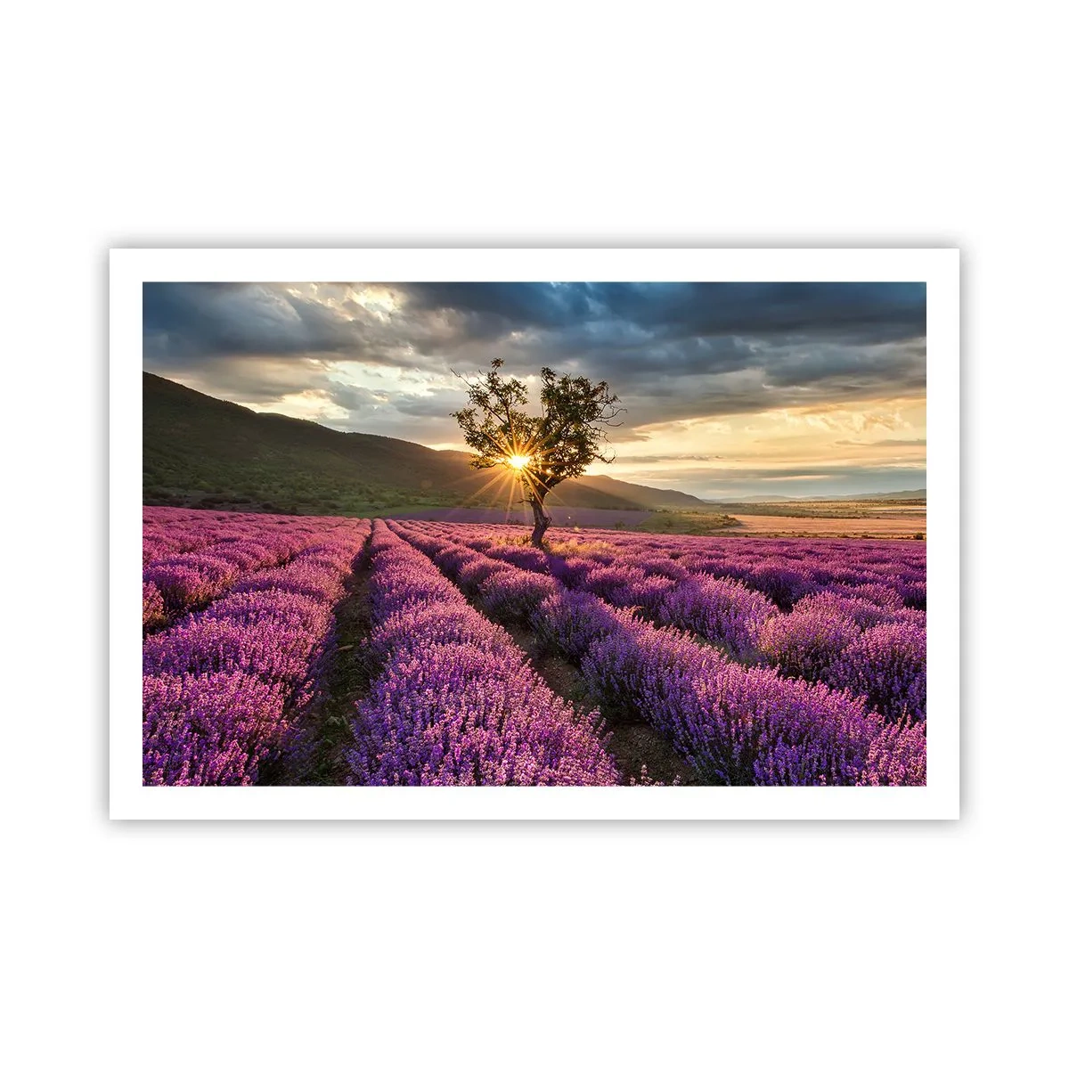 Poster - Lila gekleurd aroma - 91x61 cm