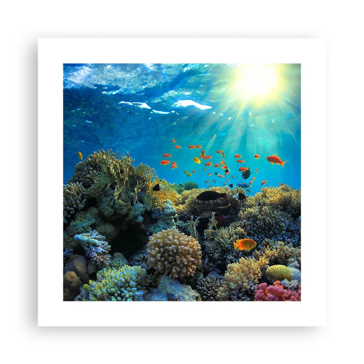 Poster - Onderwater schatten - 40x40 cm