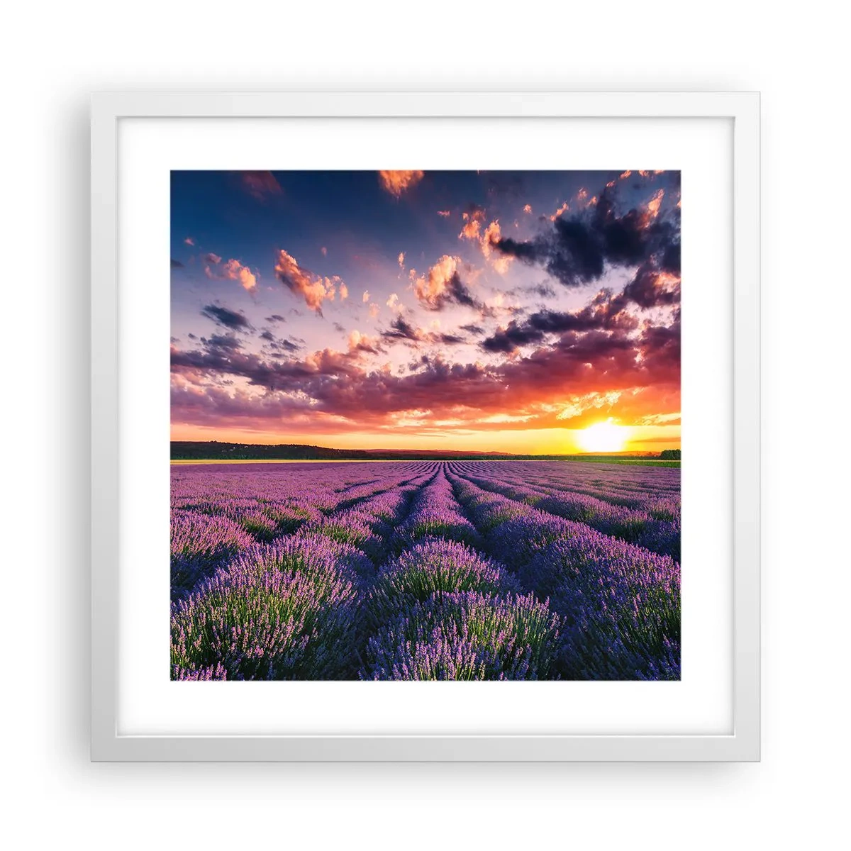 Poster in een witte lijst - Lavendel wereld - 40x40 cm