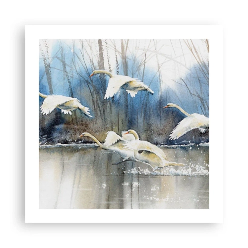 Poster - Zoals in het sprookje over wilde zwanen - 50x50 cm