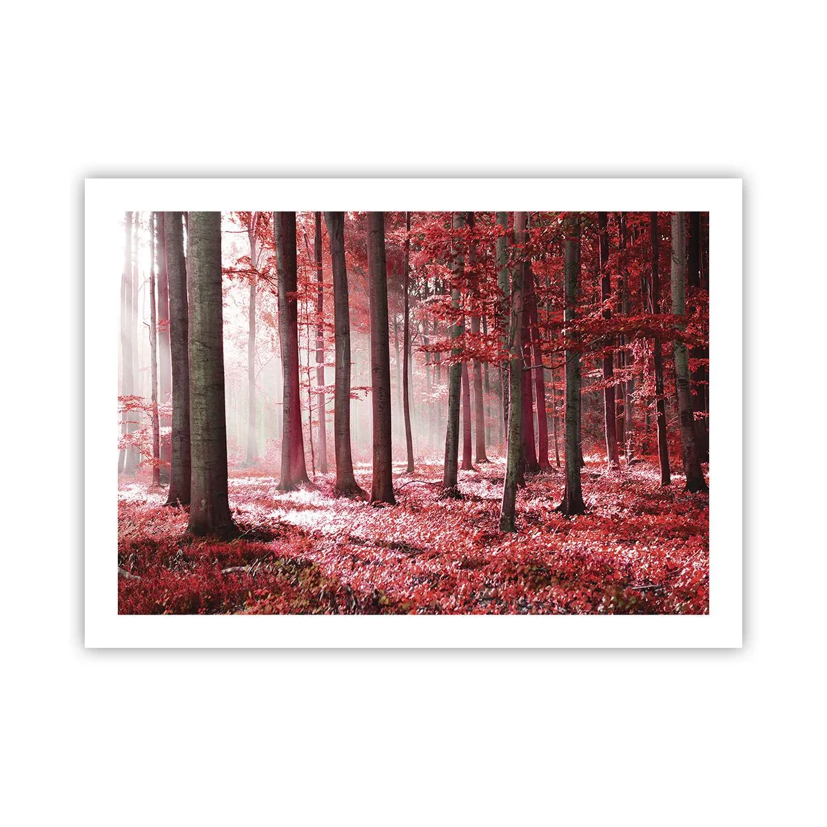Poster - Rood is net zo mooi - 70x50 cm