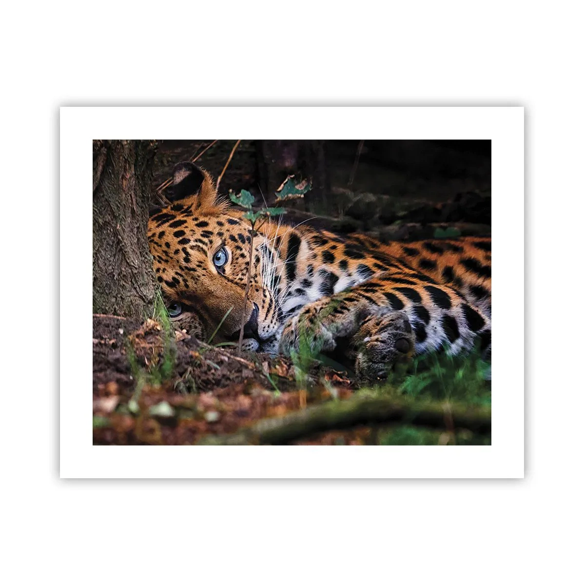 Poster - Geloof me - 50x40 cm