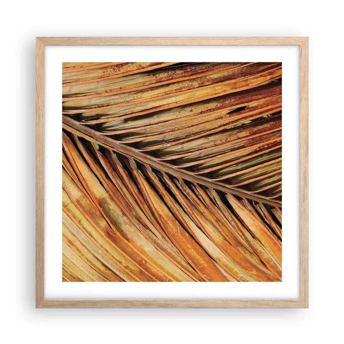 Een poster in een licht eiken lijst - Kokos goud - 50x50 cm