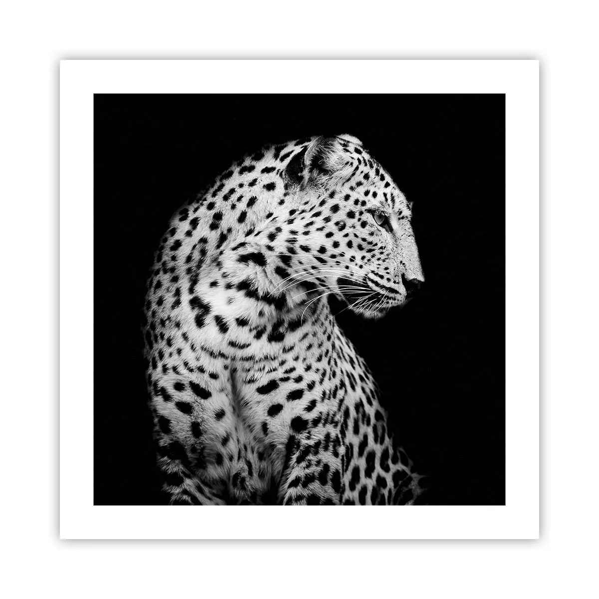 Poster - Juist profiel perfect! - 50x50 cm