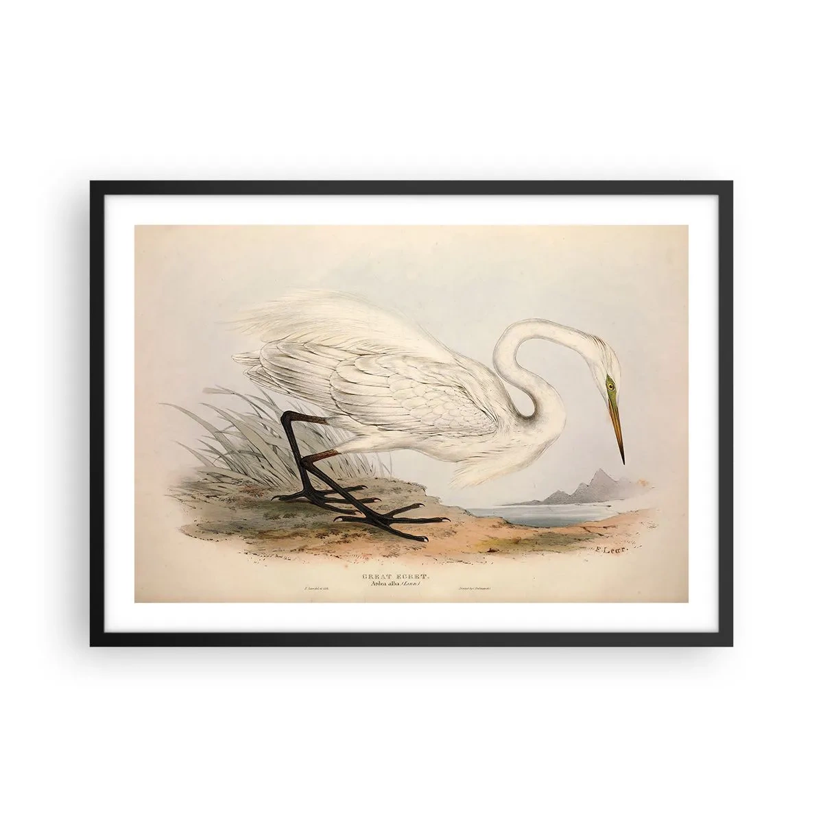 Poster in een zwarte lijst - Dame op de biezen - 70x50 cm