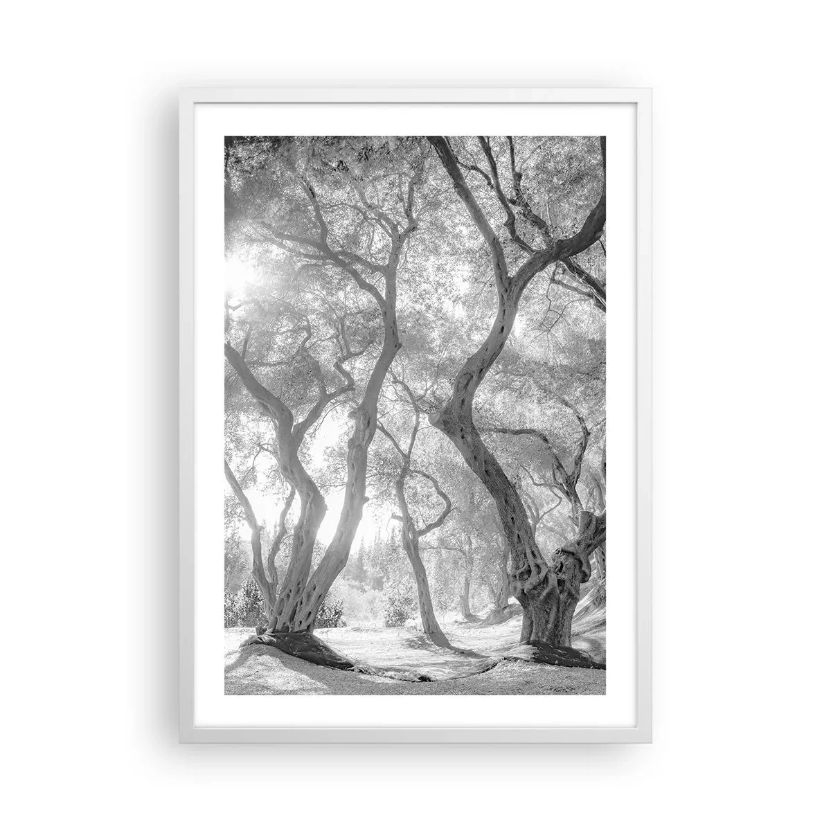 Poster in een witte lijst - In de olijfboomgaard - 50x70 cm