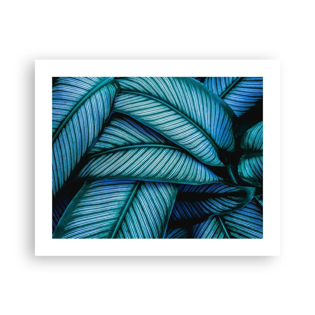 Poster - Levens lijnen - 50x40 cm