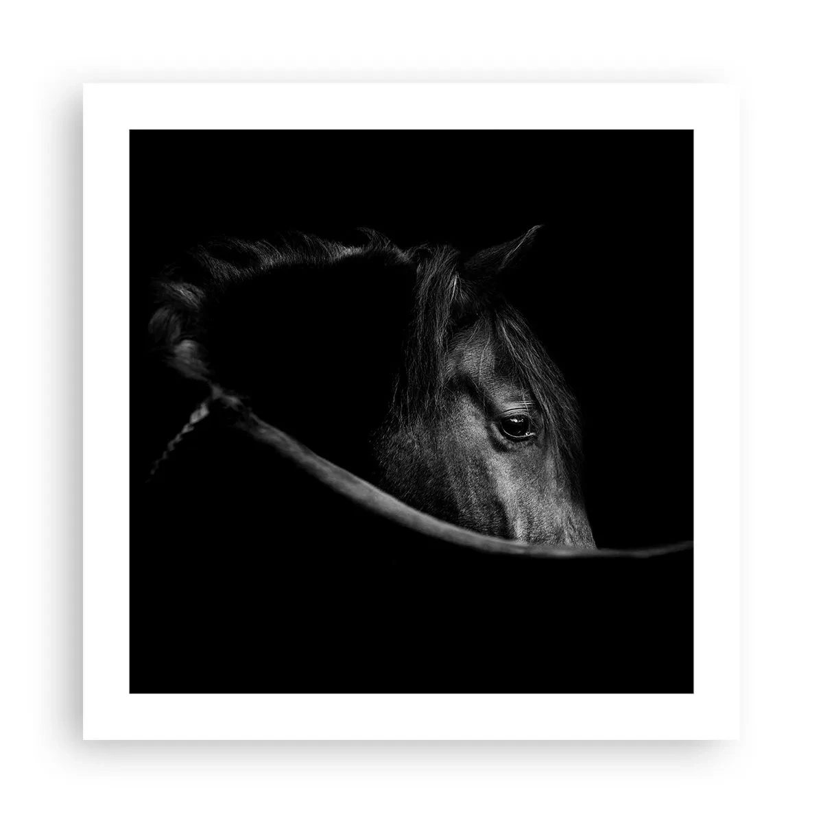 Poster - Zwarte Prins - 50x50 cm