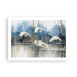 Poster - Zoals in het sprookje over wilde zwanen - 70x50 cm