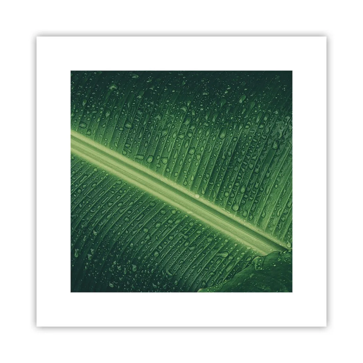 Poster - De structuur van groen - 30x30 cm