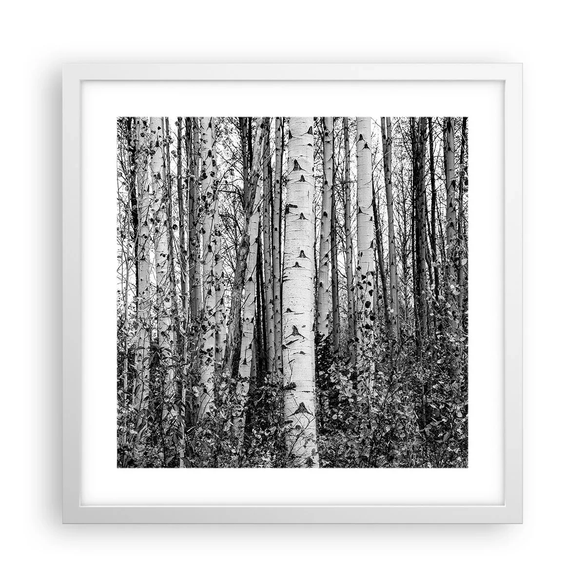 Poster in een witte lijst - Berken colonnade - 40x40 cm