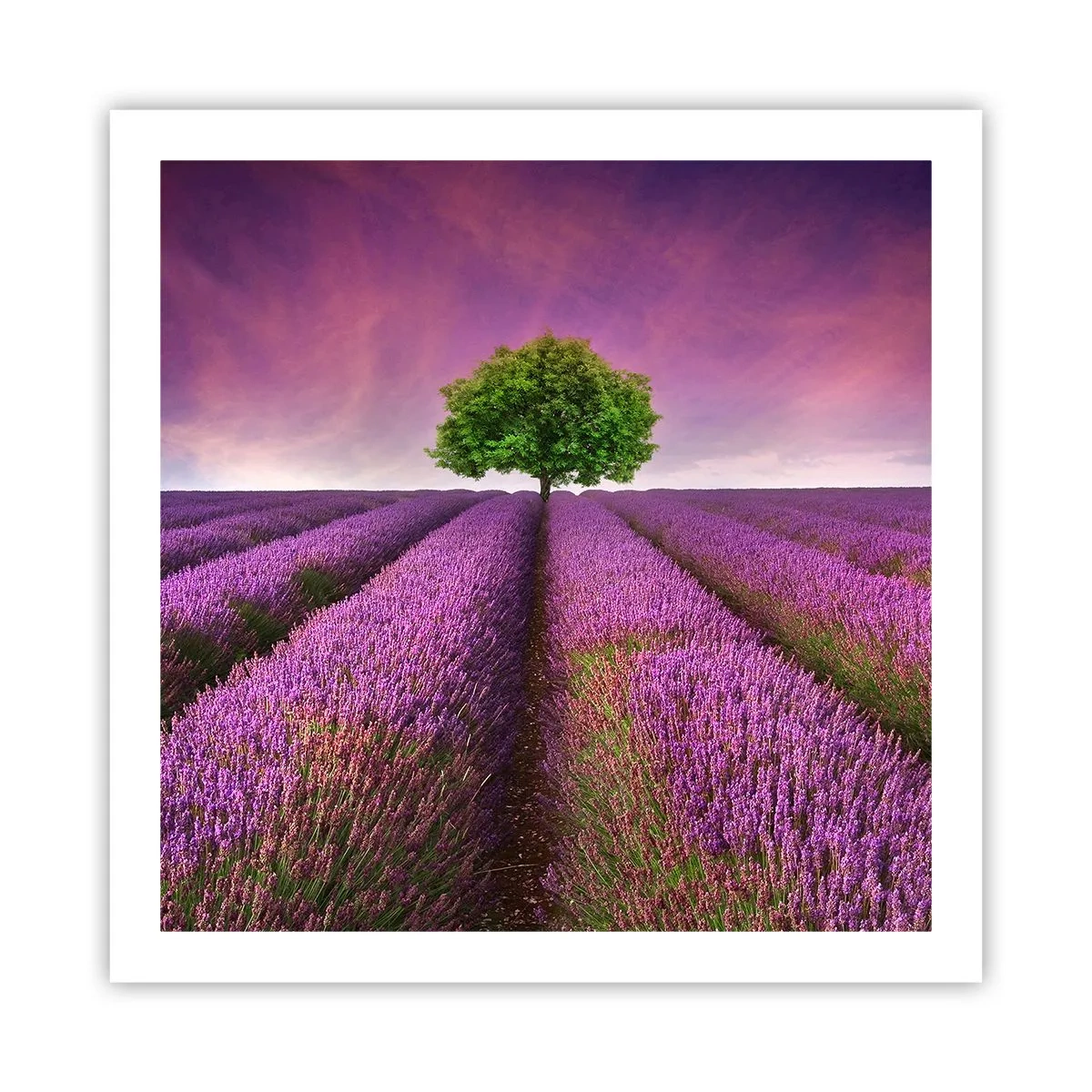 Poster - Op lavendelvelden - 60x60 cm