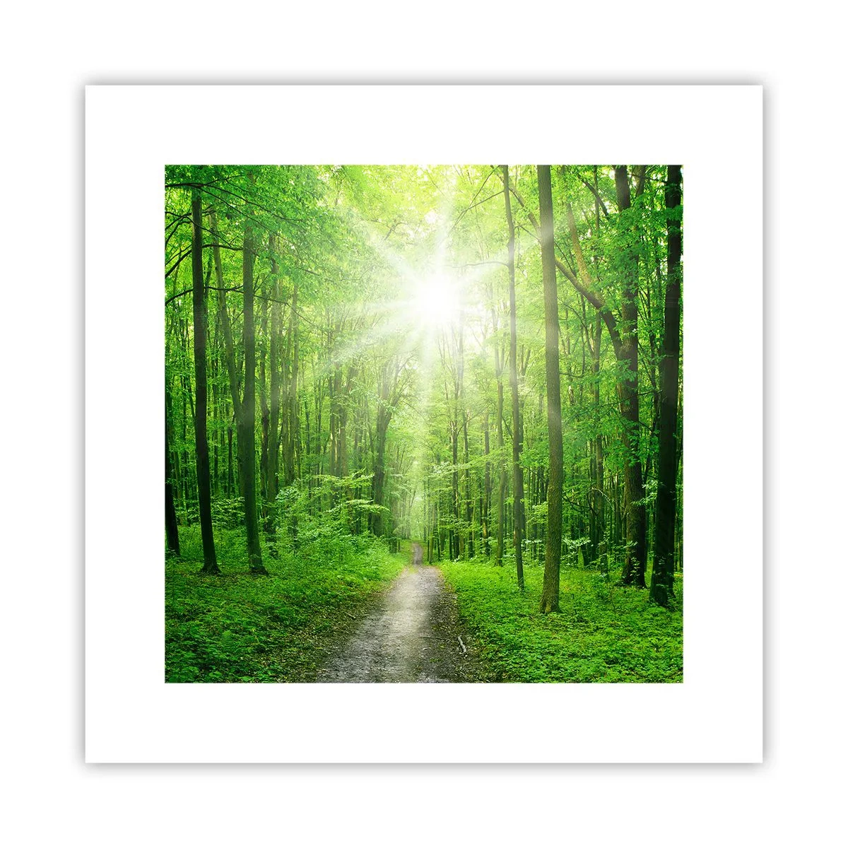 Poster - De groene kathedraal - 30x30 cm