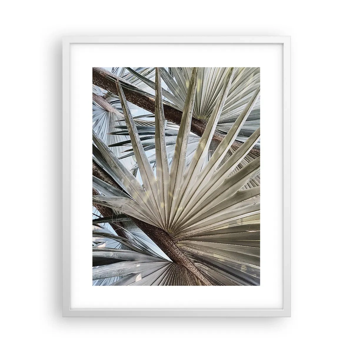 Poster in een witte lijst - Fans in de tropen - 40x50 cm