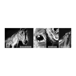 Fotobehang Monster Zelfklevend Deluxe Sticker - De glans van een nobele ziel - Dieren, Paard, Merrie - 100x30 cm