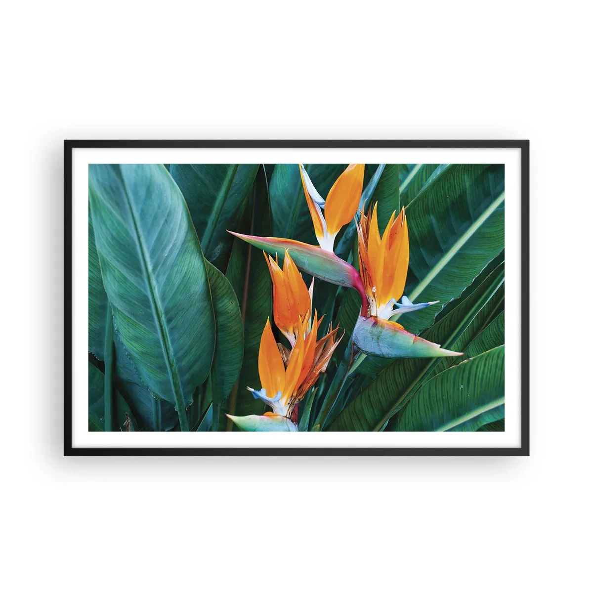 Poster in een zwarte lijst - Is het een bloem of is het een vogel? - 91x61 cm