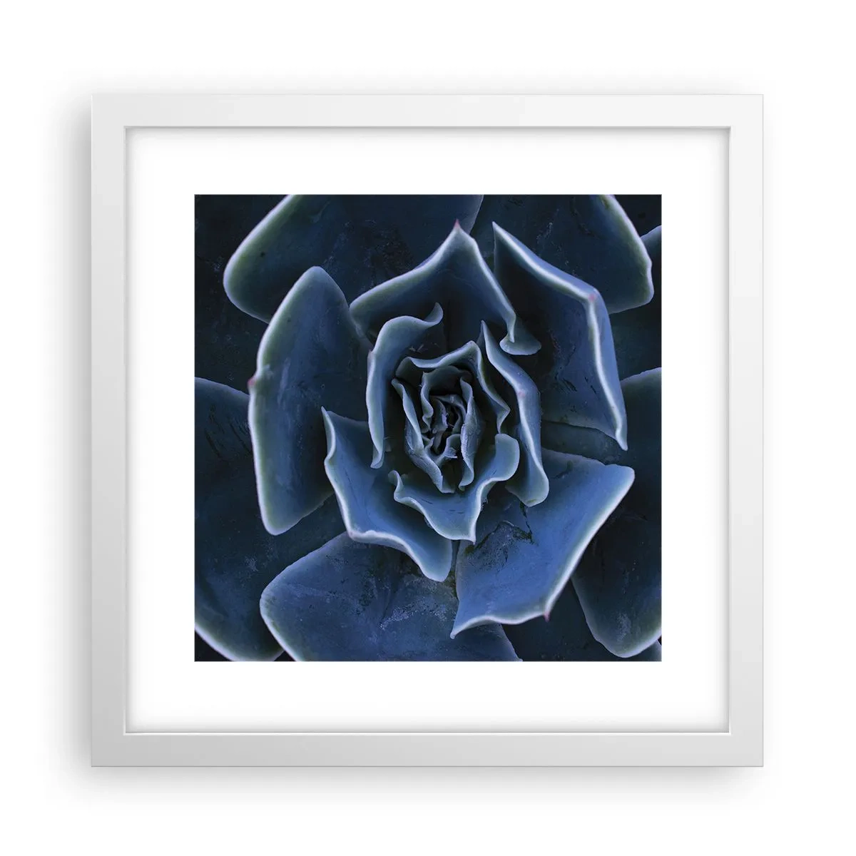 Poster in een witte lijst - Woestijn bloem - 30x30 cm