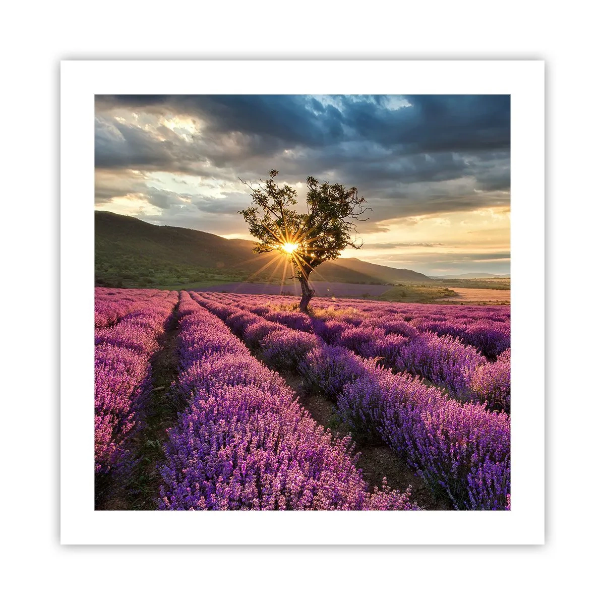 Poster - Lila gekleurd aroma - 50x50 cm