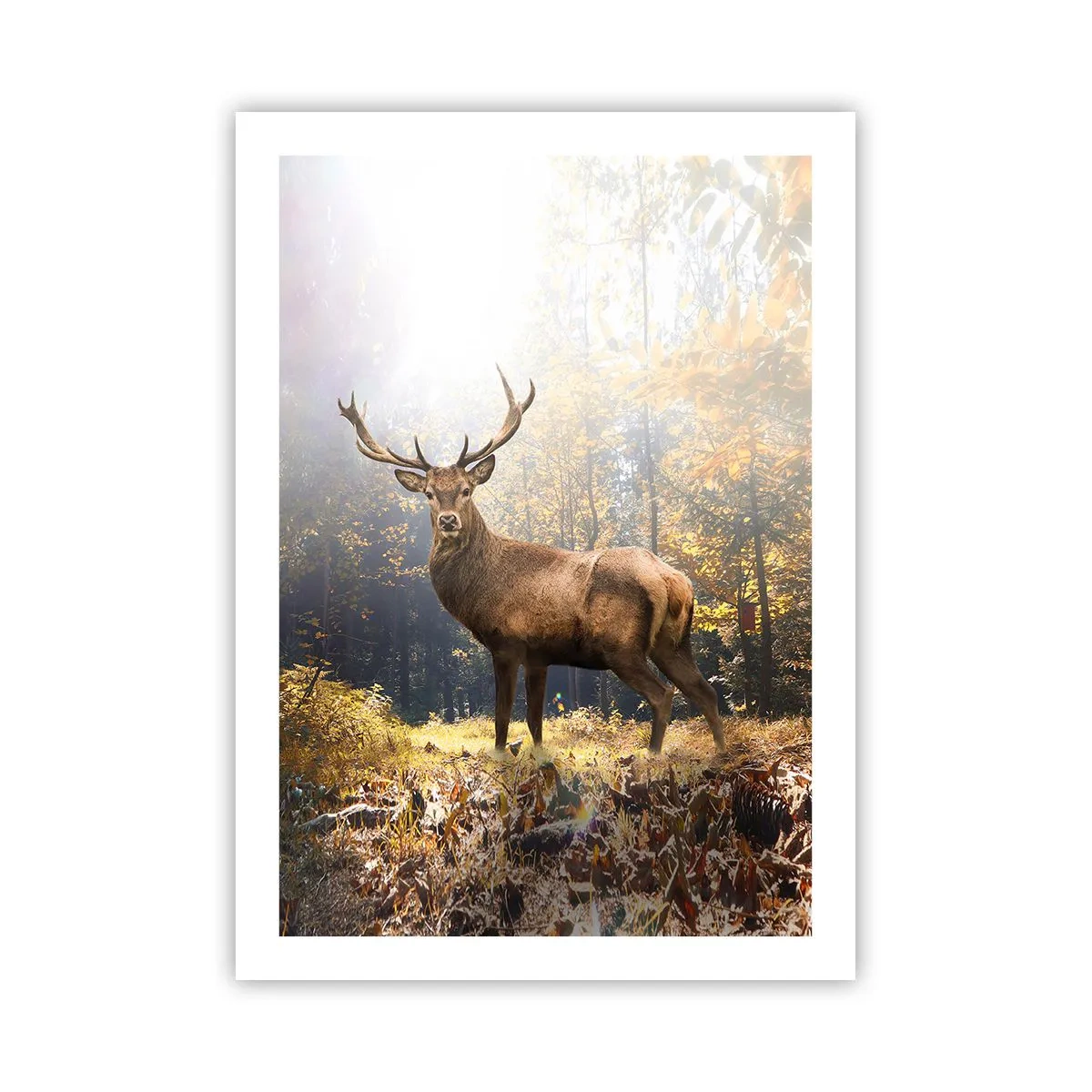 Poster - In volle majesteit - 50x70 cm