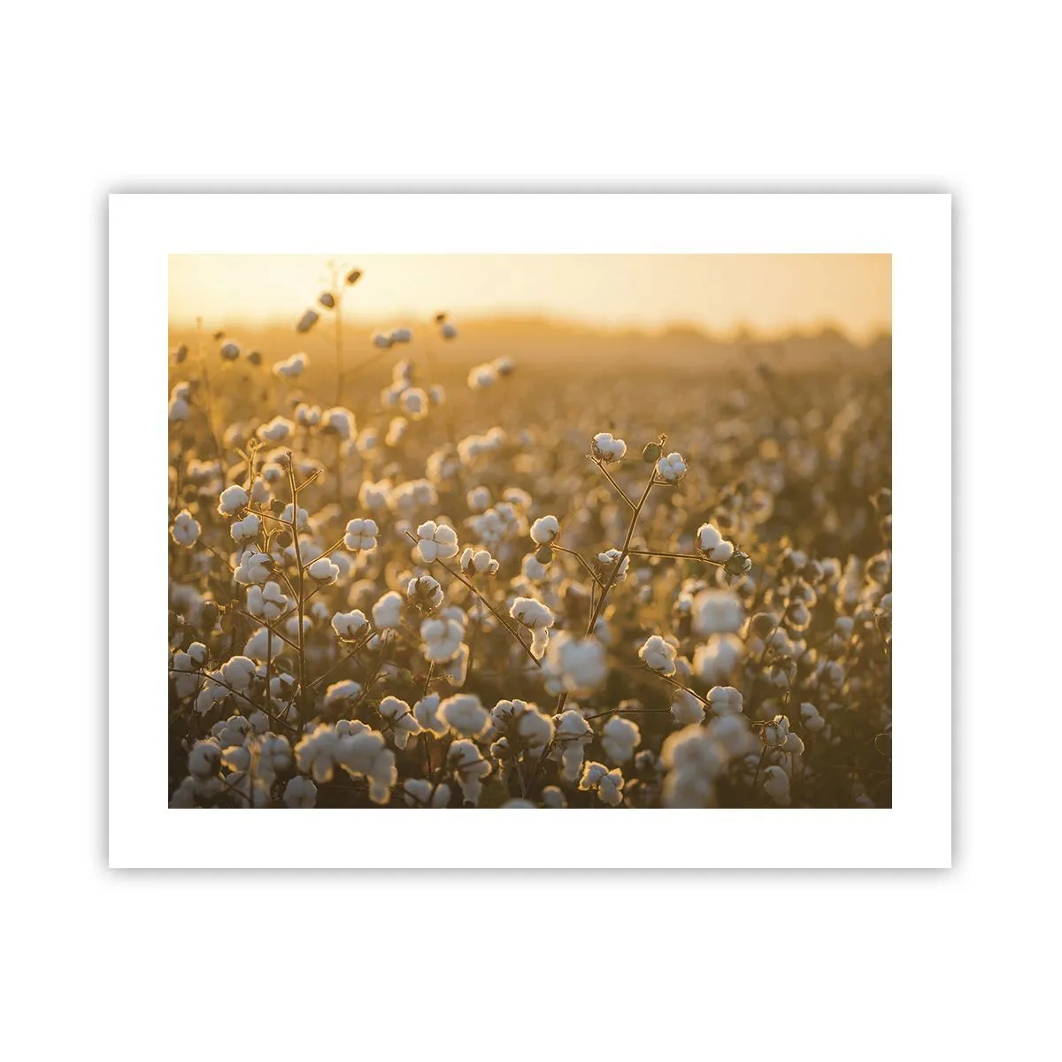 Poster - Pluizig veld - 50x40 cm