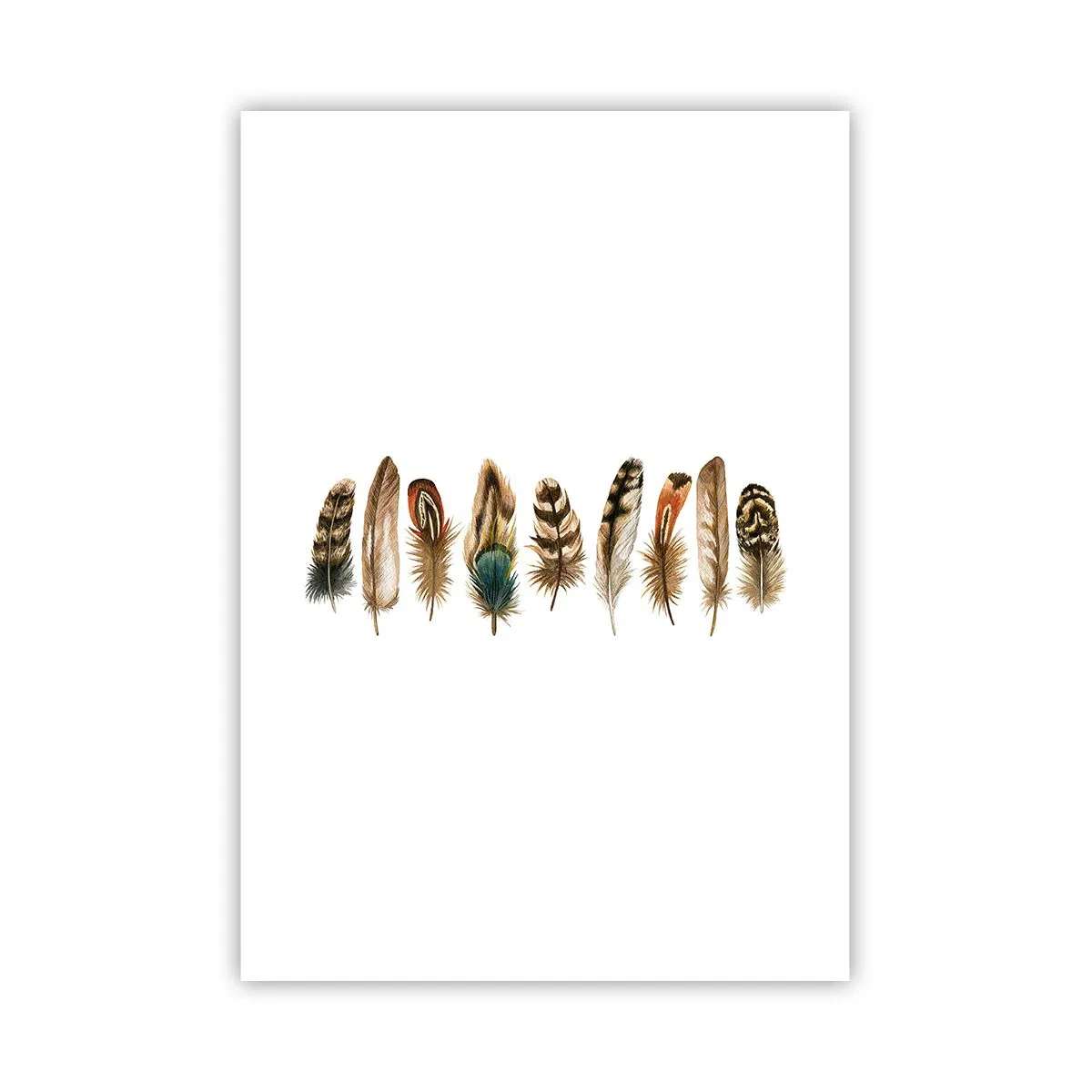 Poster - Een gevederde variatie - 70x100 cm