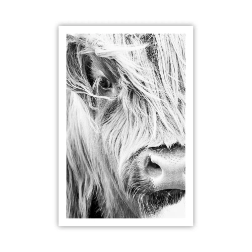 Poster - Schotse wildheid - 61x91 cm