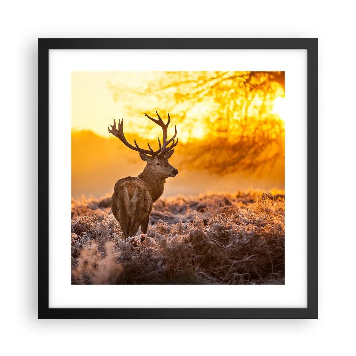 Poster in een zwarte lijst - Koning van het herfstbos - 40x40 cm