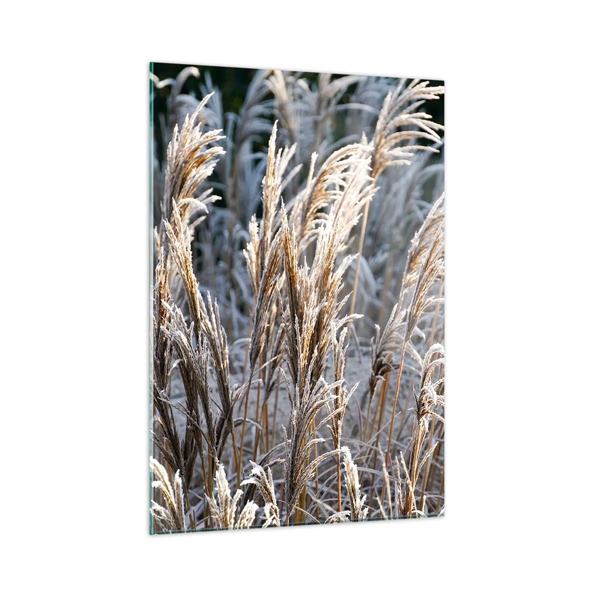 Schilderen op glas - Gekleed met vorst - 50x70 cm