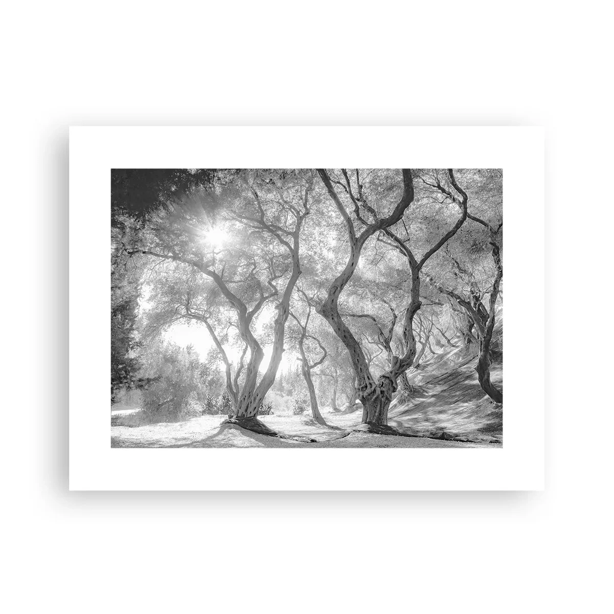 Poster - In de olijfboomgaard - 40x30 cm
