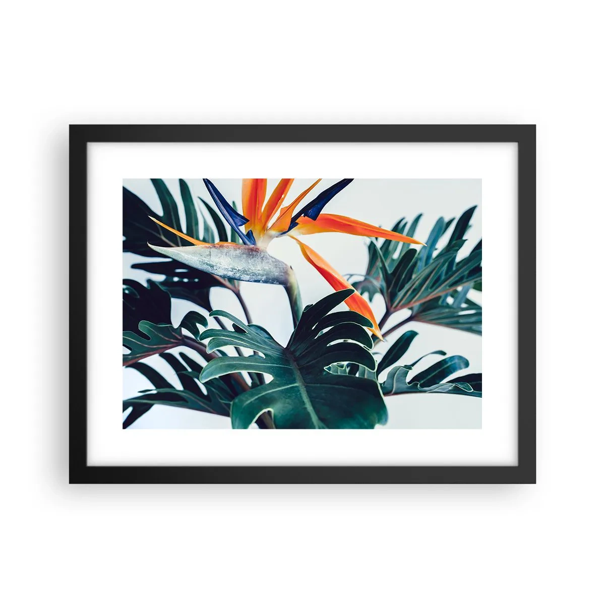 Poster in een zwarte lijst - Vogelstruik - 40x30 cm