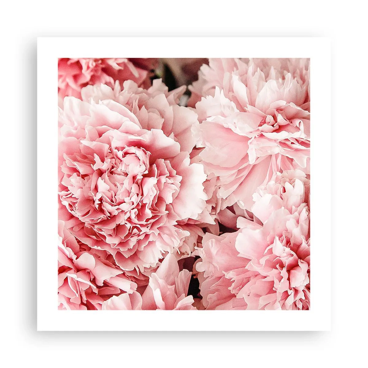 Poster - Roze droom - 50x50 cm