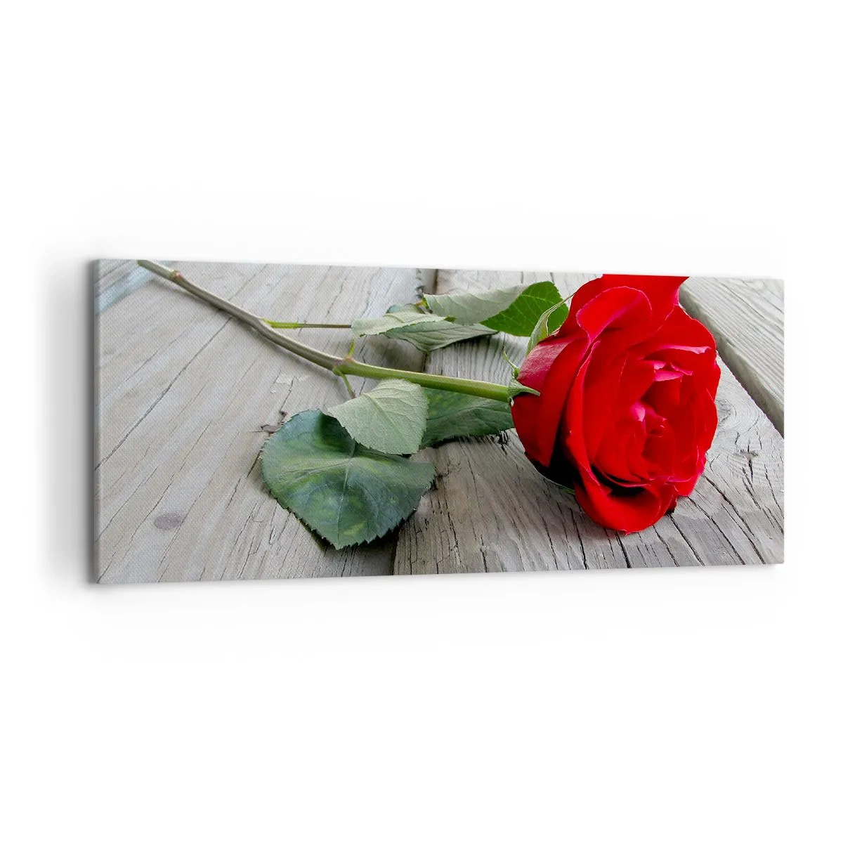 Schilderen op canvas - Een studie in scharlaken - 120x50 cm