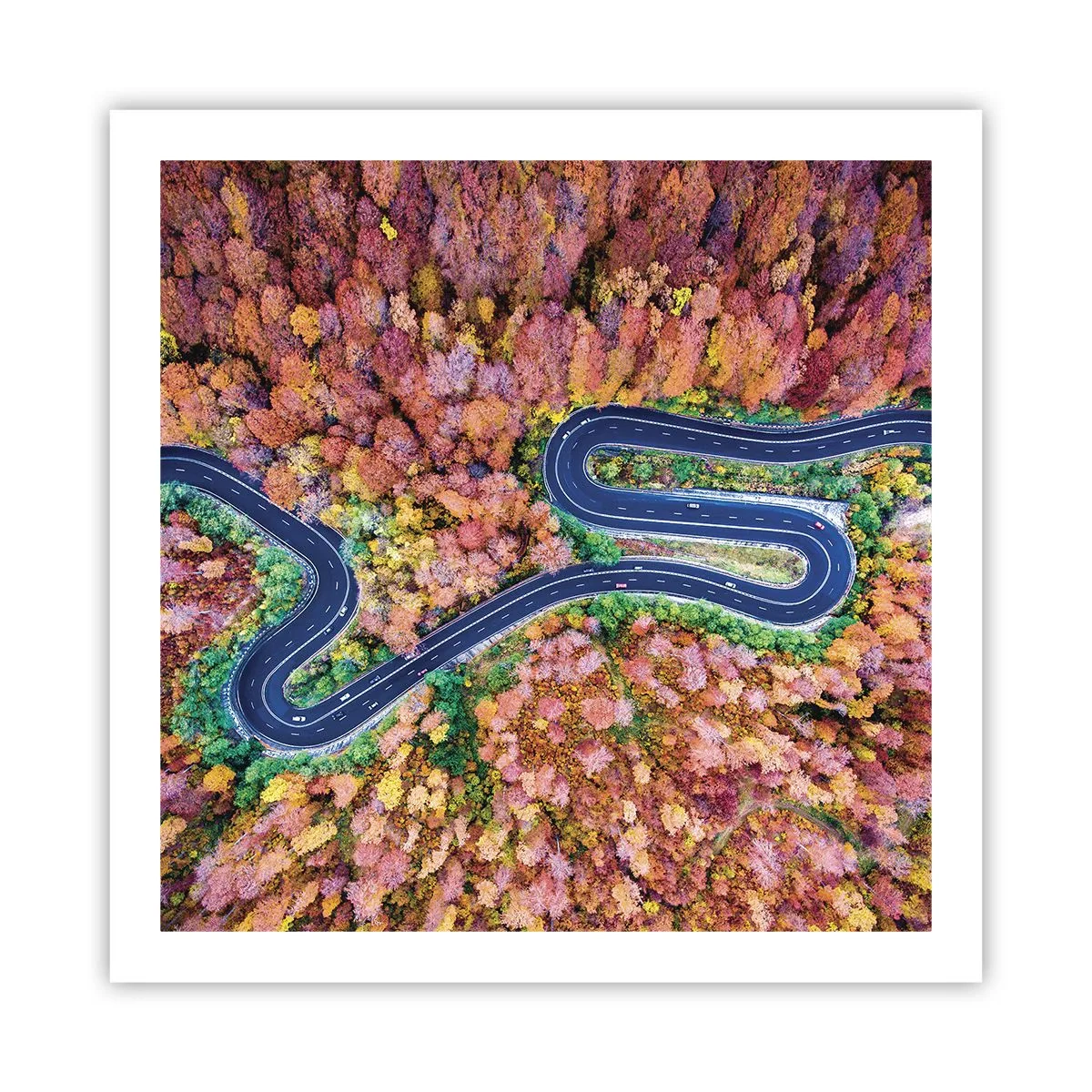 Poster - Een kronkelende weg door het bos - 60x60 cm