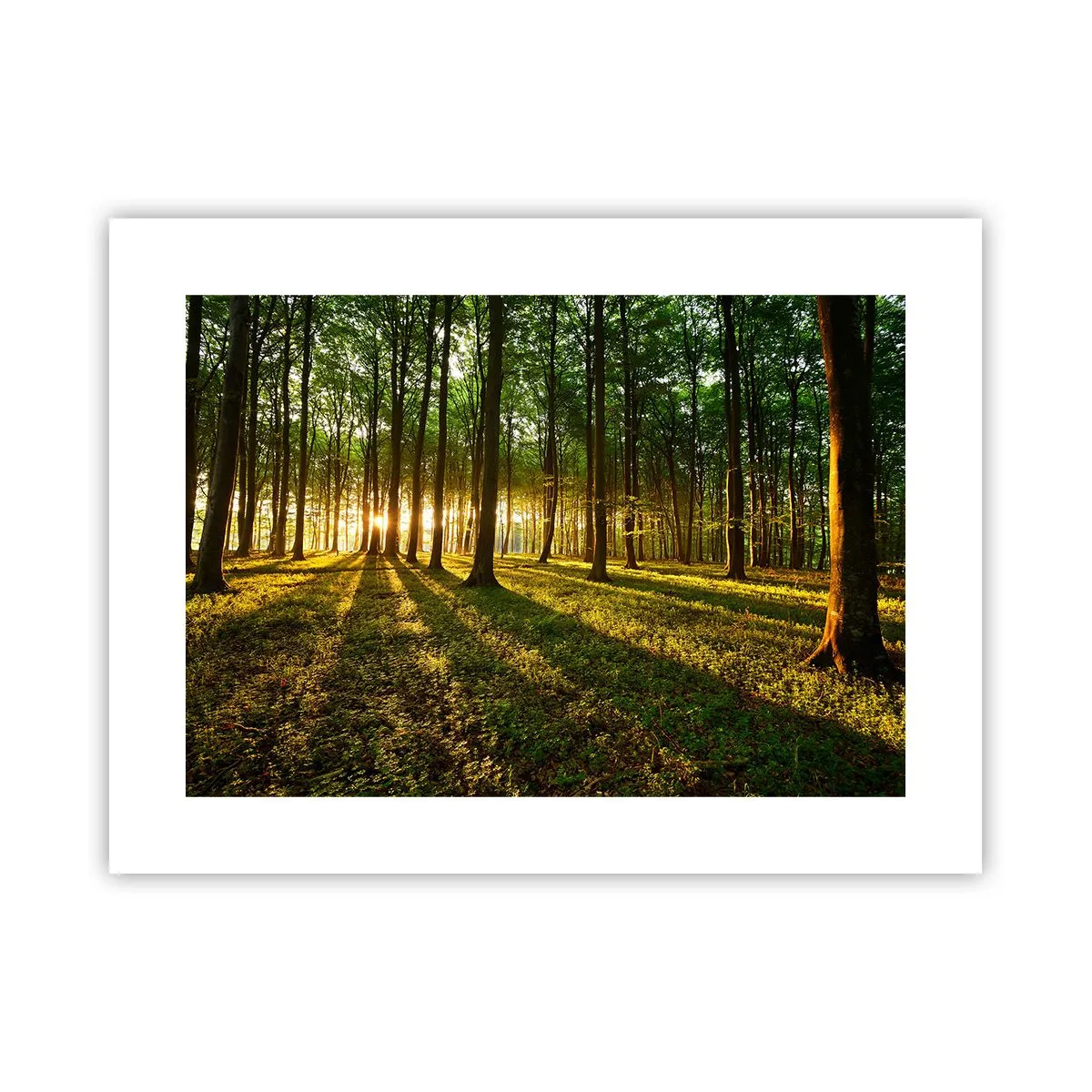 Poster - Foto van de hele lente - 40x30 cm