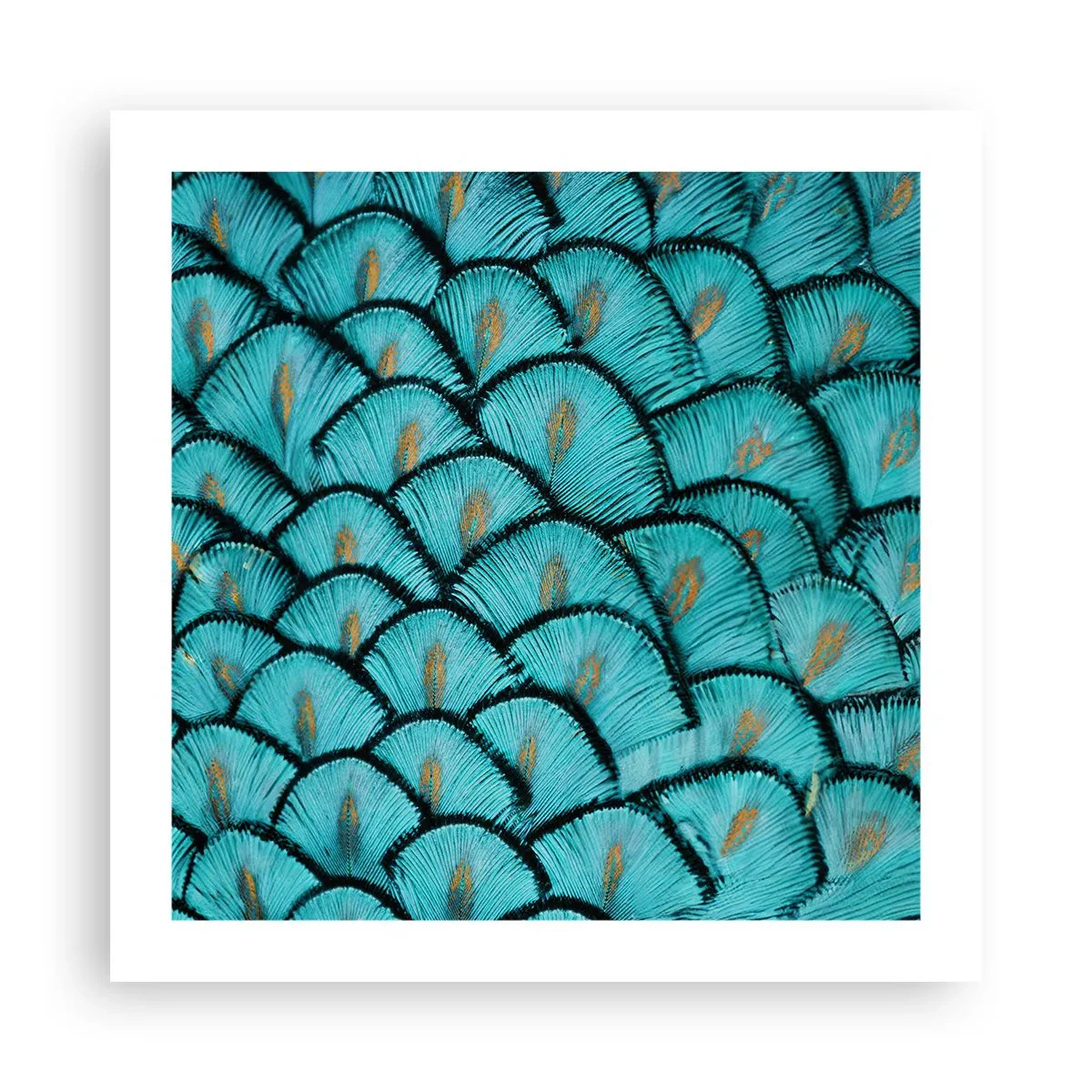 Poster - Het grote verengala - 50x50 cm