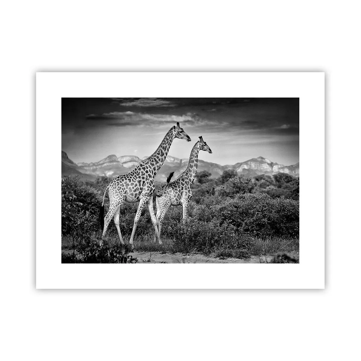 Poster - Hoge sferen in Afrika - 40x30 cm