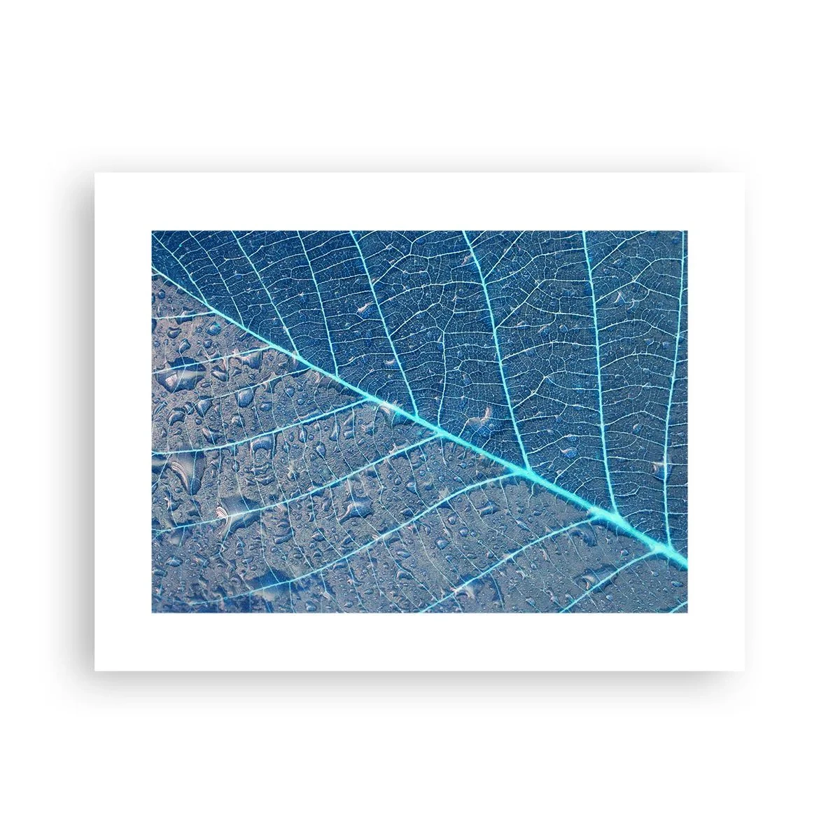 Poster - Leven in blauw - 40x30 cm