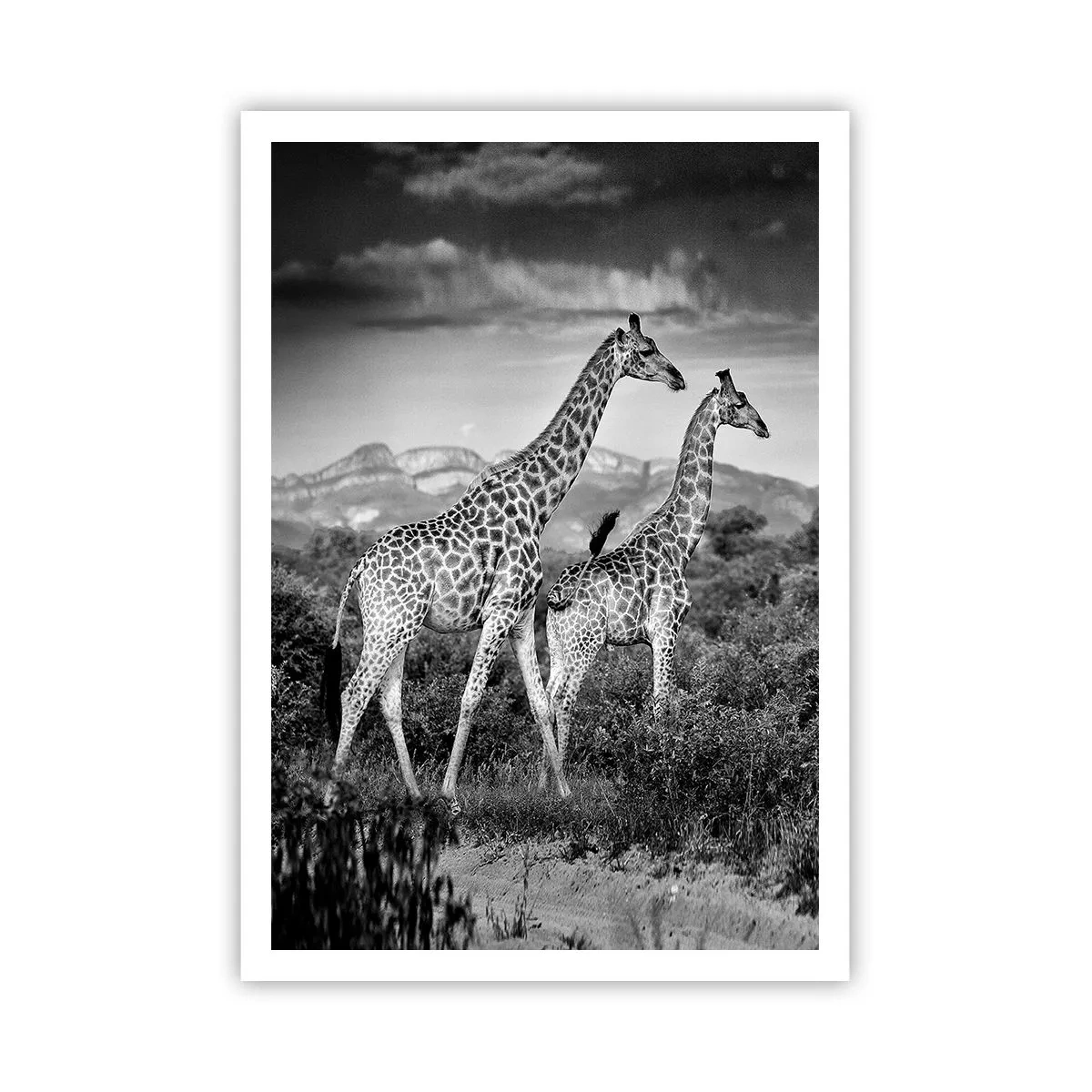 Poster - Hoge sferen in Afrika - 70x100 cm