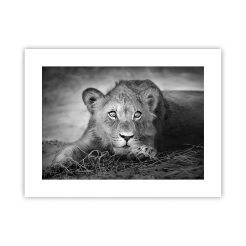 Poster - Koninklijke puppy - 40x30 cm