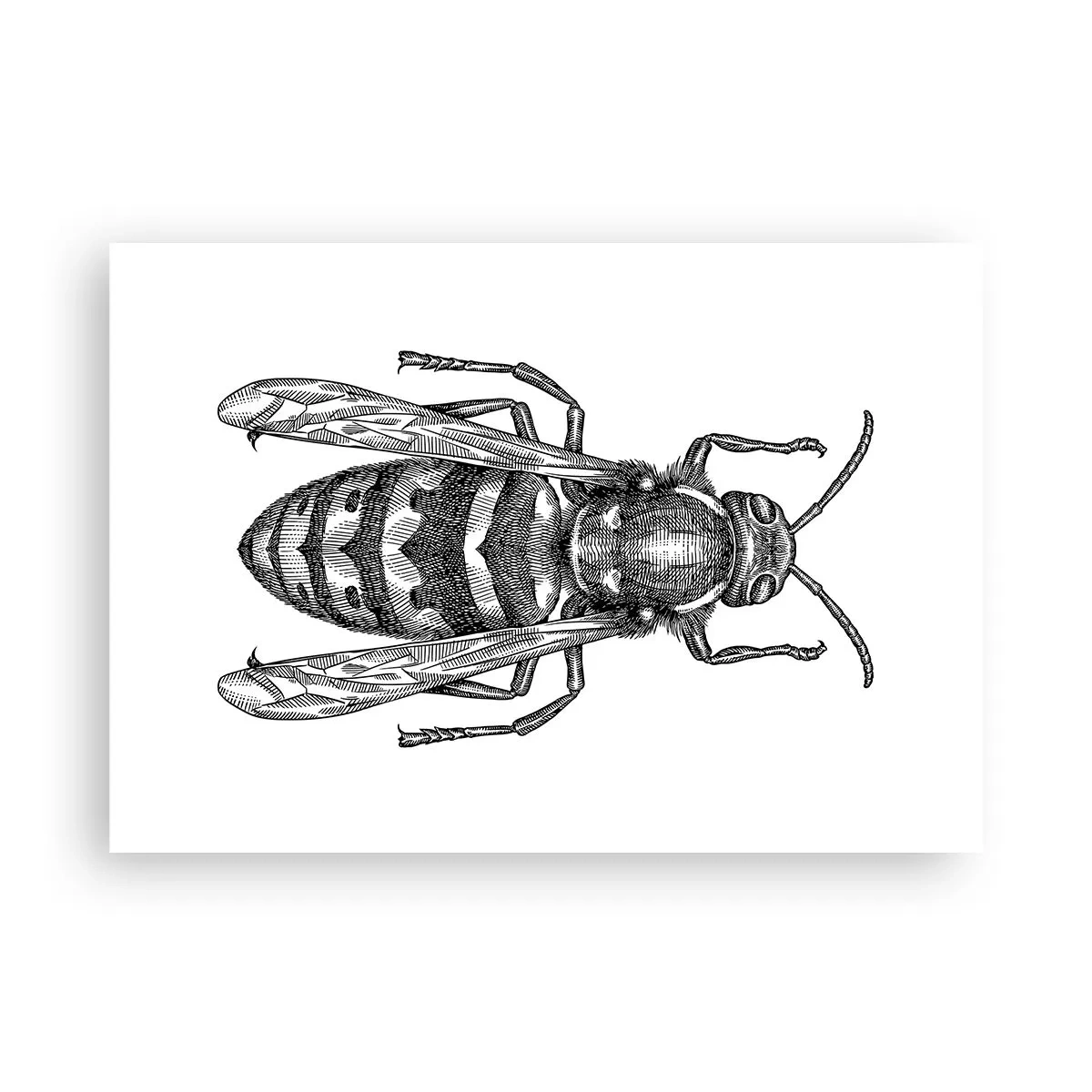 Poster - Van een insectenplaneet - 100x70 cm
